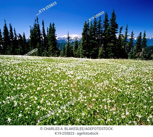 Avalanche lily (Erythronium Montanum). Hurricane Ridge, Mt. Olympus at summer. Olympic Mountains. Olympic National Park. Washington. USA