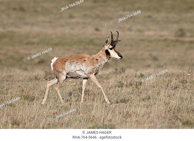Male pronghorn Antilocapra americana, Pawnee National Grassland, Colorado, United States of America, North America