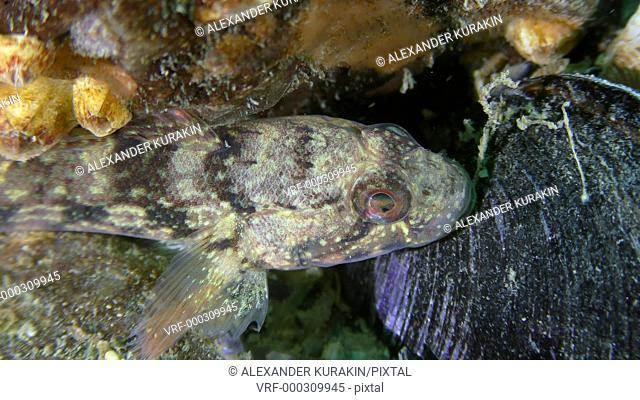 Sea fish Ratan goby (Neogobius ratan) lies on the bottom, close-up