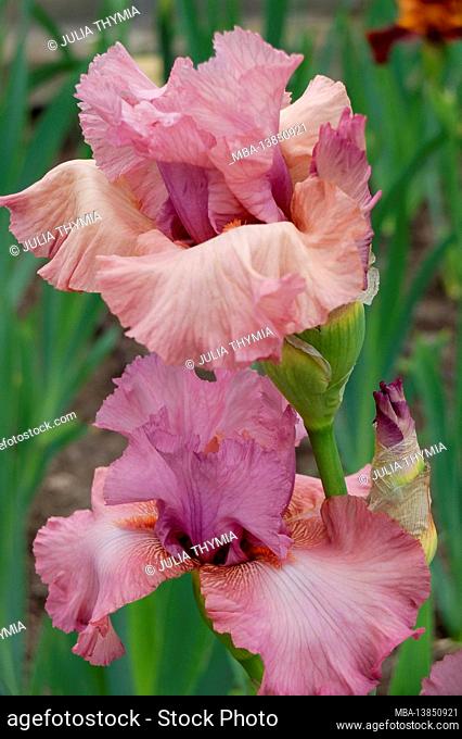Tall bearded iris (Iris barbata-elatior), cultivar Cosmic Adventure