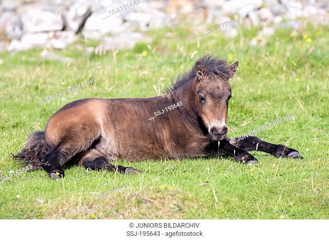 Shetland Pony Bay filly-foal resting on grass Shetlands, Unst