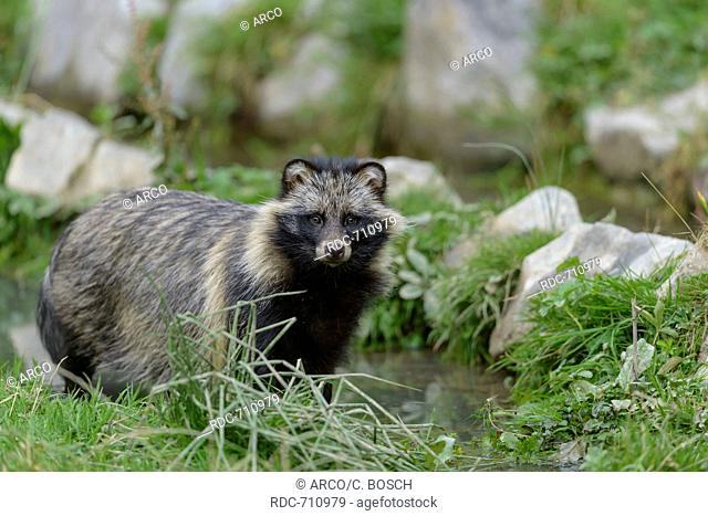 European Raccoon Dog, Germany / (Nyctereutes procyonoides)