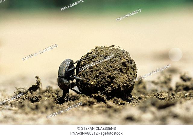 Dung beetle - Cherangani hills, Kitale, Kenya, Africa