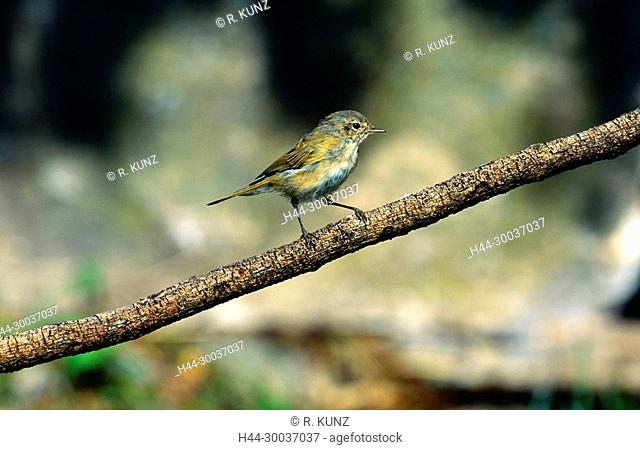Chiffchaff, Phylloscopus collybita, Sylviidae, warbler, bird, animal, Campello, Canton of Ticino, Switzerland