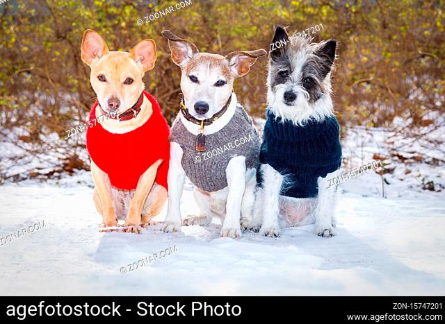 cool funny freezing icy couple of dogs in a row in in the snow with pullover or sweater , sitting and waiting to go for a walk with owner