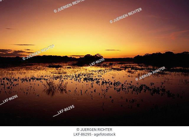 Flood water during the rainy season, Pantanal, Mato Grosso, Brasil, South America