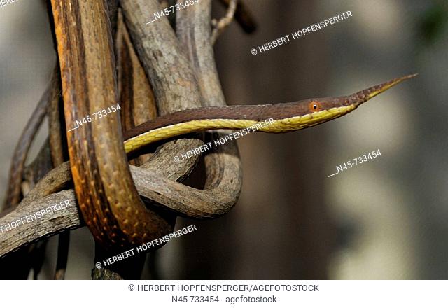 Madagascar Leaf-Nosed Snake (Langaha madagascariensis)