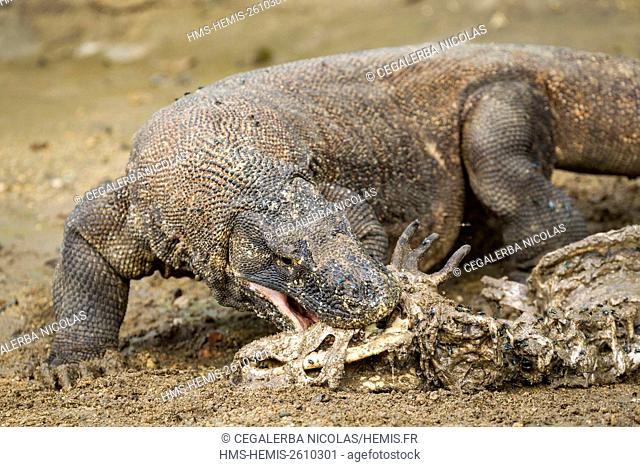 Indonesia, East Nusa Tenggara, Komodo Island, Komodo National Park listed as World Heritage by UNESCO, Komodo Dragon (Varanus komodoensis) eating the carcass of...