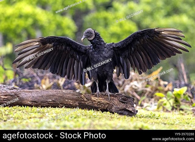 Black vulture (Coragyps atratus) with wings spread - La Laguna del Lagarto Eco-Lodge, Boca Tapada, Costa Rica