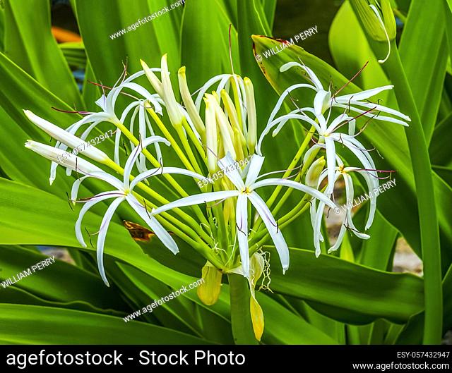 White Crinum Lily Green Leaves Moorea Tahiti French Polynesia