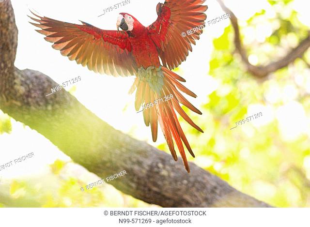 Green-winged Macaw (Ara chloroptera) flying in the canopy. Cerrado tropical savanna ecoregion, Piauí, Brazil