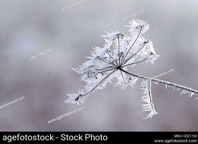 Hoar frost covers a dried up umbel of fennel, Germany, Baden-Wuerttemberg