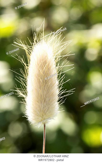 Lagurus ovatus, Harestail grass, bunnytail