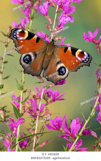 peacock moth, peacock (Inachis io, Nymphalis io), at Purple loosestrife, Germany