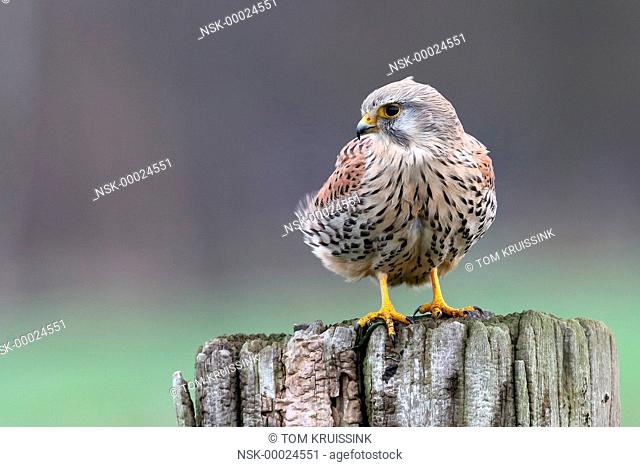 Male Common Kestrel (Falco tinnunculus) on the watch, the Netherlands, Overijssel, Vriezenveen, Veenschap