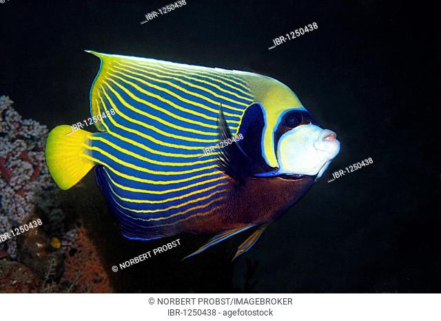 Emperor angelfish, (Pomacanthus imperator), fish, Checkerboard wrasse, Bali, island, Lesser Sunda Islands, Bali Sea, Indonesia, Indian Ocean, Asia