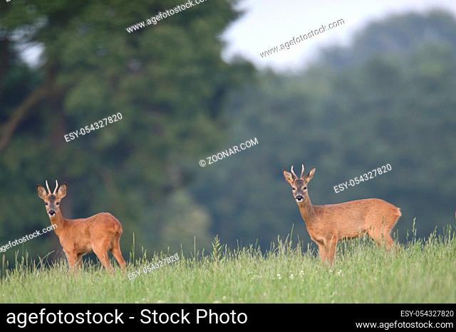 Rehbock Jaehrlinge im Sommerfell aesen auf einer Waldwiese - (Europaeisches Reh - Reh) / Roe Deer yearlings in summer coat browse on a forest meadow - (European...