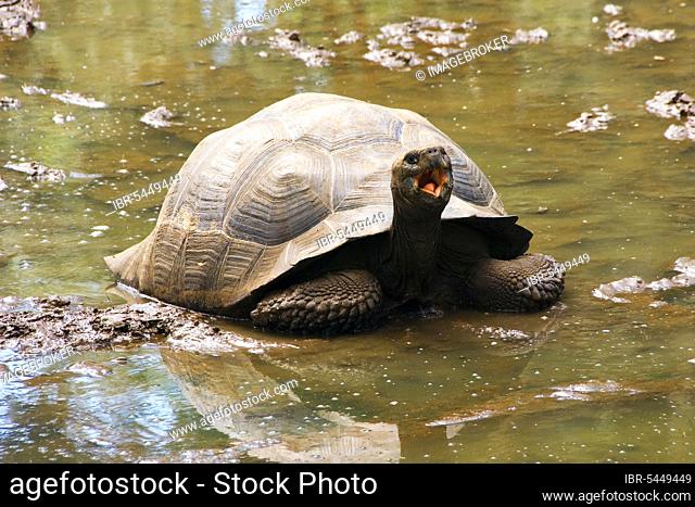 Galapagos Giant Tortoise, Santa Cruz Island, Galapagos Islands, Ecuador (Geochelone elephantopus porteri) (Testudo elephantopus porteri) (Geochelone nigra...