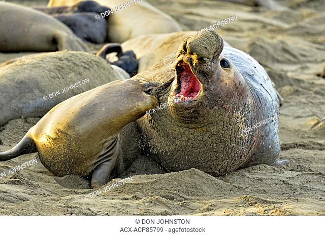 Northern elephant seal (Mirounga angustirostris) Mating on beach in breeding rookery, San Simeon, Piedras Blancas Rookery, California, USA