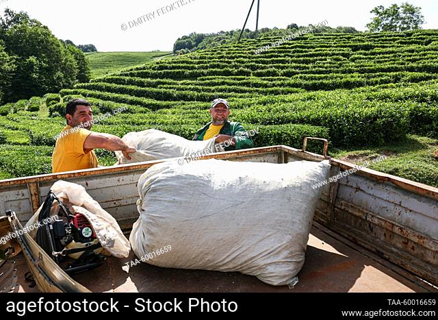 RUSSIA, KRASNODAR REGION - JUNE 23, 2023: Men load bags of tea leaves into a truck at the Matsesta Tea Factory in the village of Izmailovka, Khostinsky District