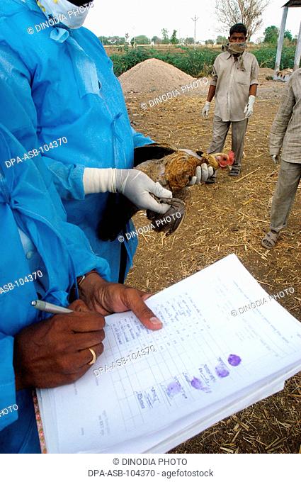 Government health workers pay the villagers monetary compensation for every chicken after culling infected chickens in the backyard of the villager's houses at...