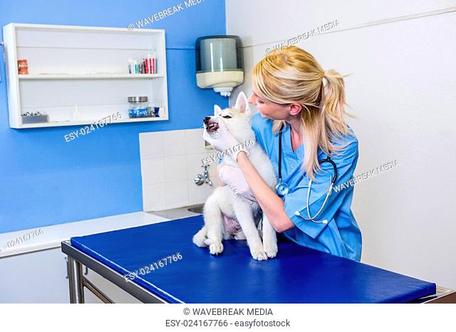 A woman vet petting a dog