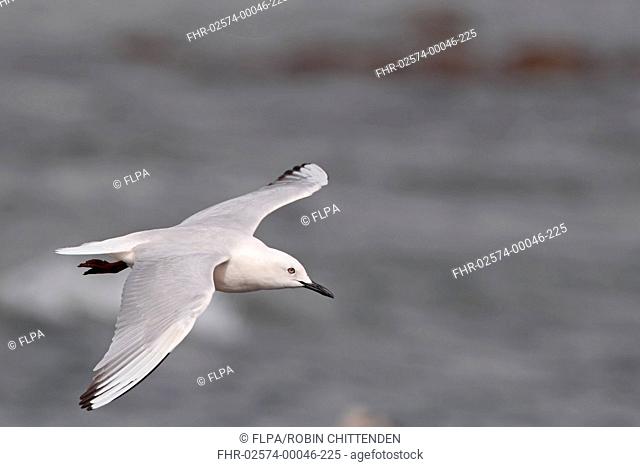 Slender-billed Gull Chroicocephalus genei adult, breeding plumage, in flight, Gambia, march