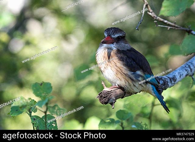 Braunkopfliest (Halcyon albiventris), Hluhluwe-Imfolozi Park, KwaZulu-Natal, Südafrika, | brown-hooded kingfisher (Halcyon albiventris), Hluhluwe-Imfolozi Park