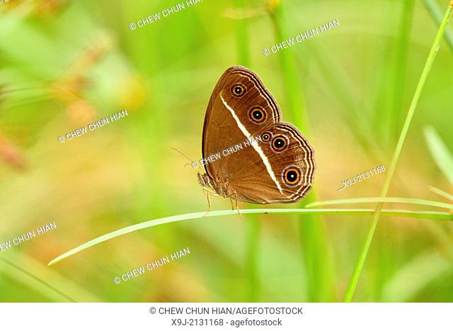 Butterfly, Mycalesis patiana, Mating, Borneo, Asia