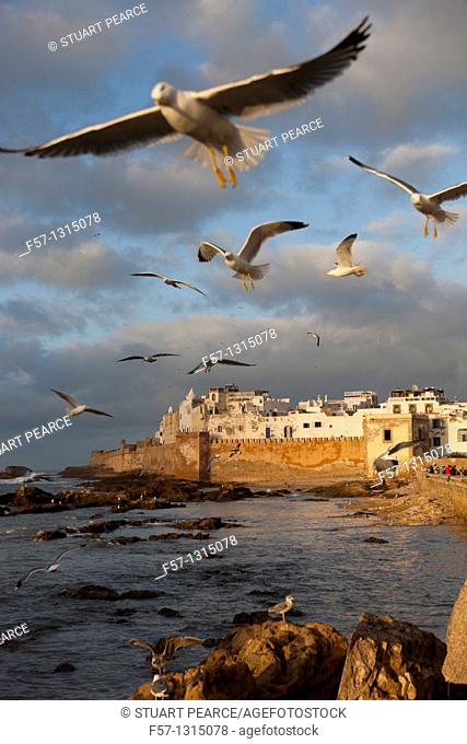 Seagulls, Essaouira, Morocco