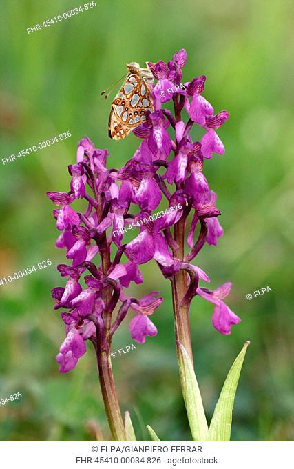 Queen of Spain Fritillary Issoria lathonia adult, roosting on Green-winged Orchid Orchis morio flowerspike, Sicily, Italy, april