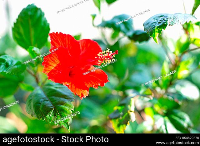 Beautiful red hibiscus flower in full bloom