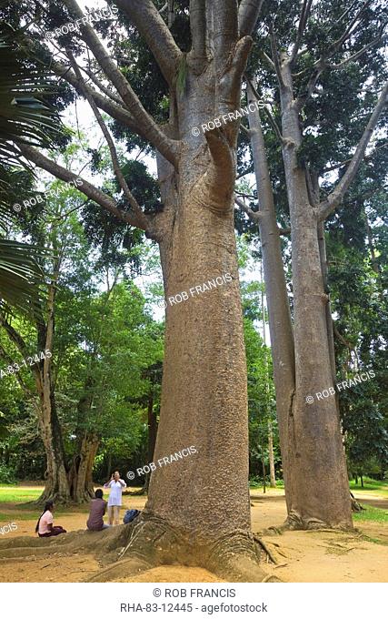 Tropical tree with large smooth trunk in the 60 hectare Royal Botanic Gardens at Peradeniya, near Kandy, Sri Lanka, Asia