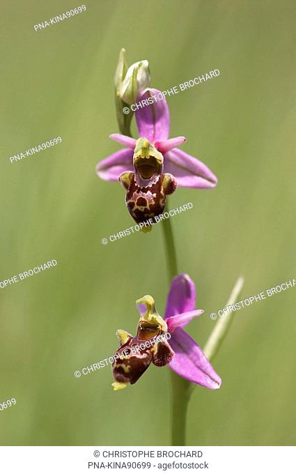 Woodcock orchid Ophrys scolopax - Le Coudret , Charente-maritime, Poitou-Charentes, France, Europe