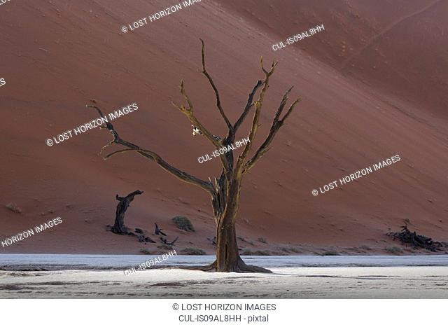 Dead tree in front of sand dune, Deaddvlei, Sossusvlei National Park, Namibia