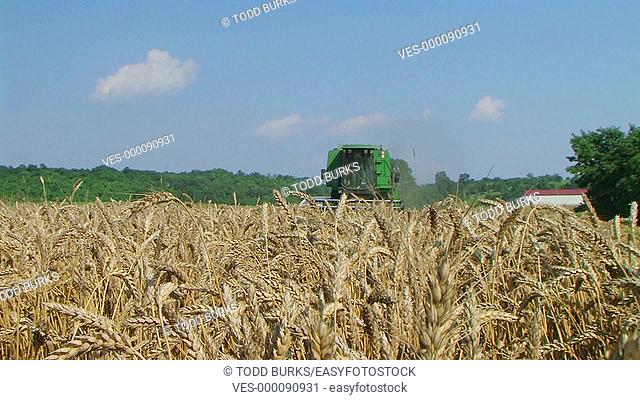 Combine harvesting wheat crop