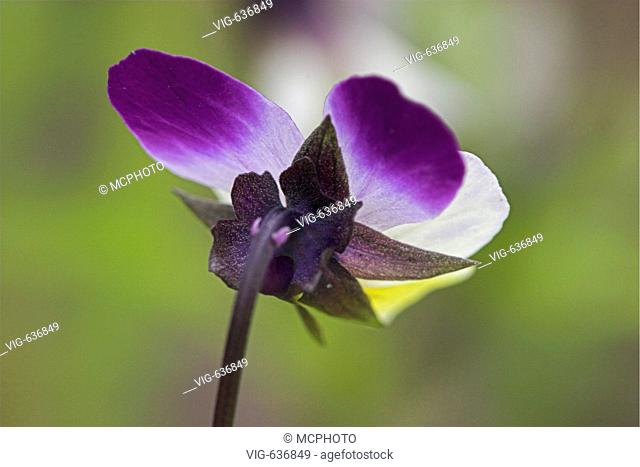 Bluete vom Duenenveilchen von hinten gesehen. (Viola tricolor) - De Hors, Texel, Niederlande, 28/01/2006