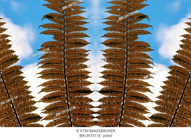 Giant tree fern fronds, Andasibe-Mantadia National Park, Madagascar