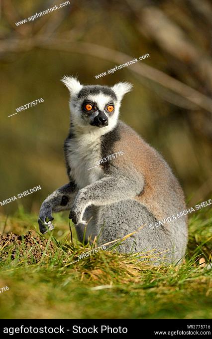 Ring-tailed lemur (Lemur catta) in Augsburg Zoo, Germany
