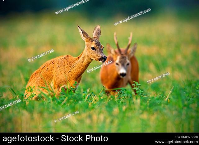 Couple of roe deer, capreolus capreolus, buck and doe standing on a stubble field with green clover in summer nature. Roebuck watching on female mammal in...