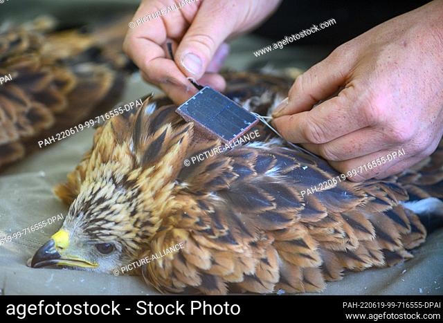 15 June 2022, Saxony-Anhalt, Kroppenstedt: Martin Kolbe, biologist and manager at the Heineanum Red Kite Center, puts a transmitter on a 30-day-old red kite in...