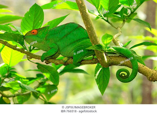 Parson's Chameleon (Calumma parsonii), adult male, Madagascar, Africa