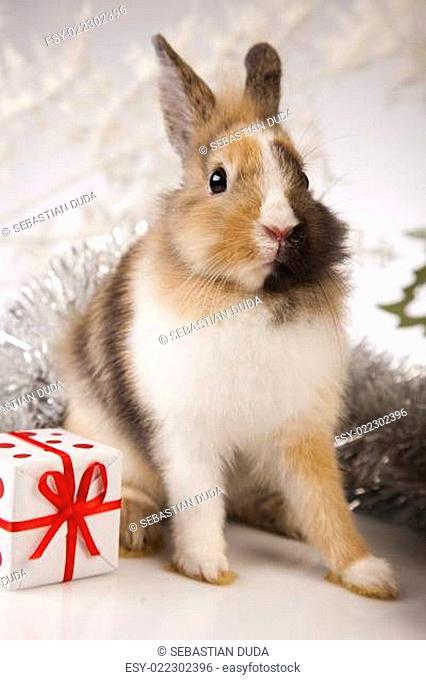 Bunny with Christmas