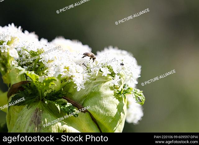 25 June 2021, Schleswig-Holstein, Klein Gladebrügge: A bee sits on giant hogweed. The ornamental plant from the Caucasus displaces native species and is...