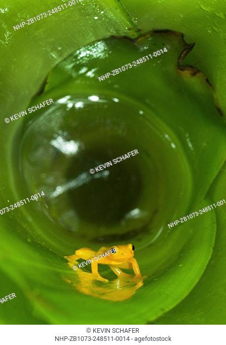 Golden Rocket Frog (Anomaloglossus beebei), Endemic to giant tank bromeliad plants. Kaieteur Falls, Kaieteur National Park, Guyana