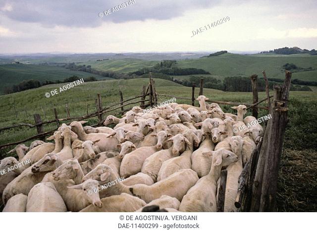 Herd of sheep in the Siena countryside, Tuscany, Italy