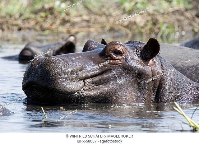 Hippopotamus (Hippopotamus amphibius), Chobe National Park, Botswana, Africa