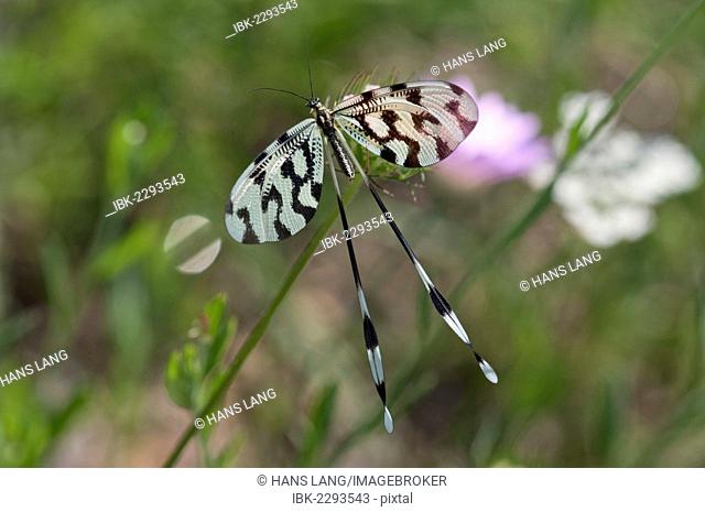 Spoonwing, lacewing (Nemoptera sinuata), near Lake Kerkini, Greece, Europe