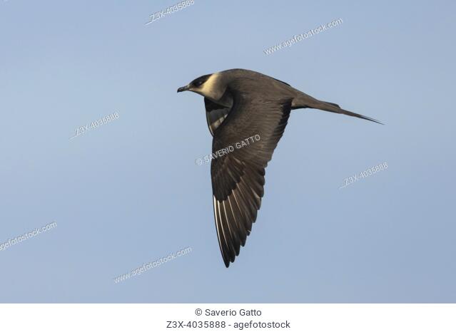 Parasitic Jaeger (Stercorarius parasiticus), side view of a light morph adult in flight, Southern Region, Iceland