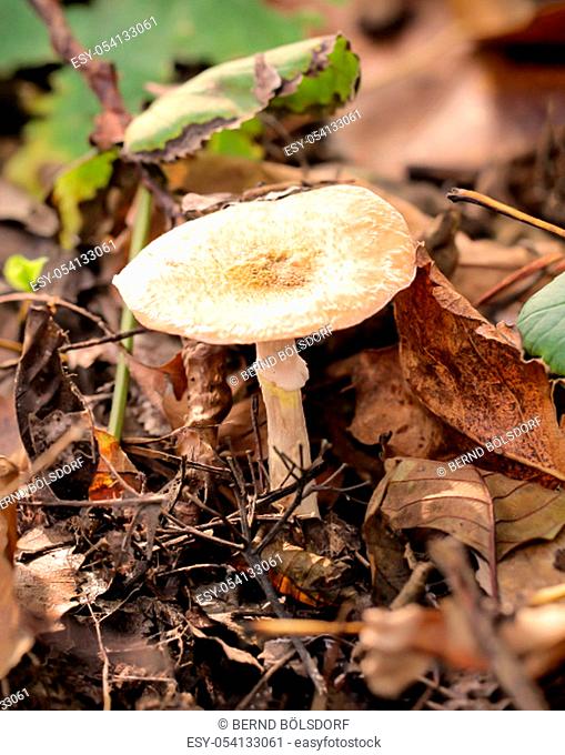 Mushrooms, mushrooms populate the forest and fill it with life